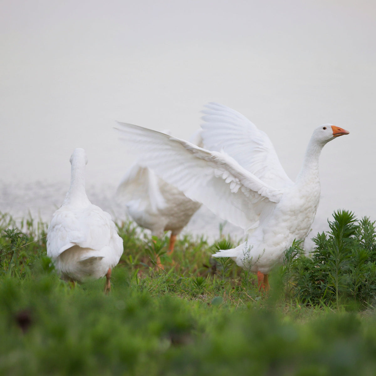 Weed, weed...Goose!