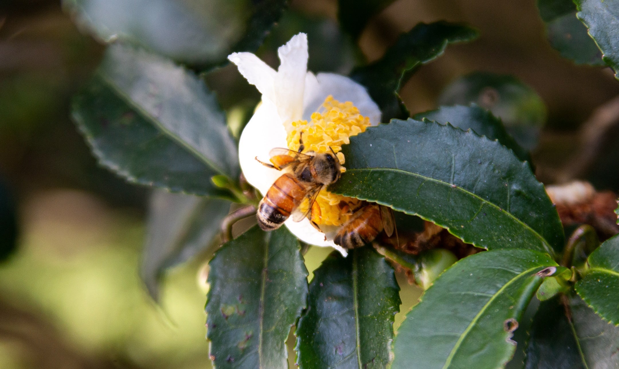 Blog: More Than a Trend: Why Matcha Captures Hearts (and Feeds the Soul), image of a bee on tea tree