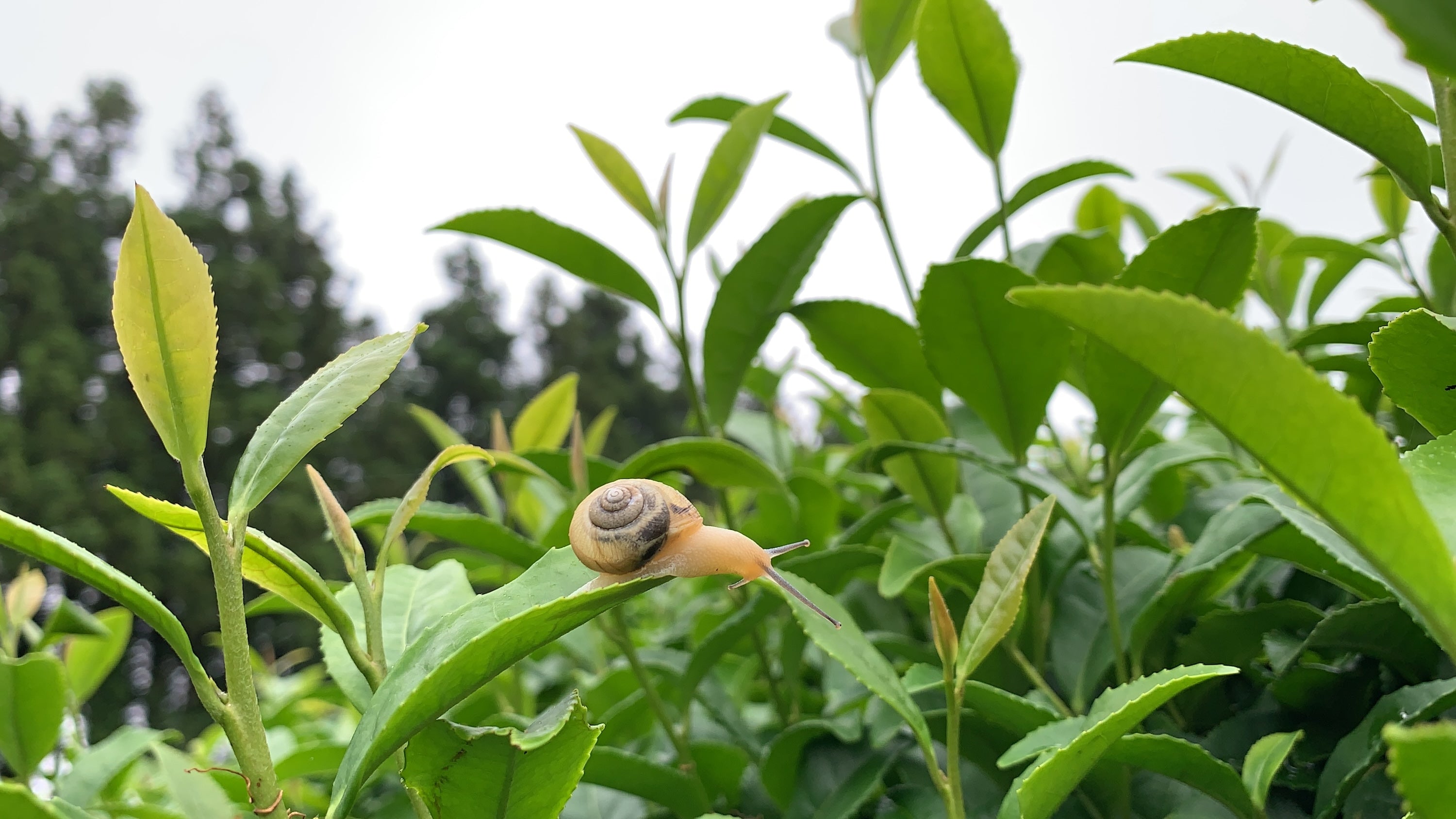 Blog: Your Cup Can Change the Climate: How Choosing Regenerative Tea Heals the Planet, image of snail on tea leaf