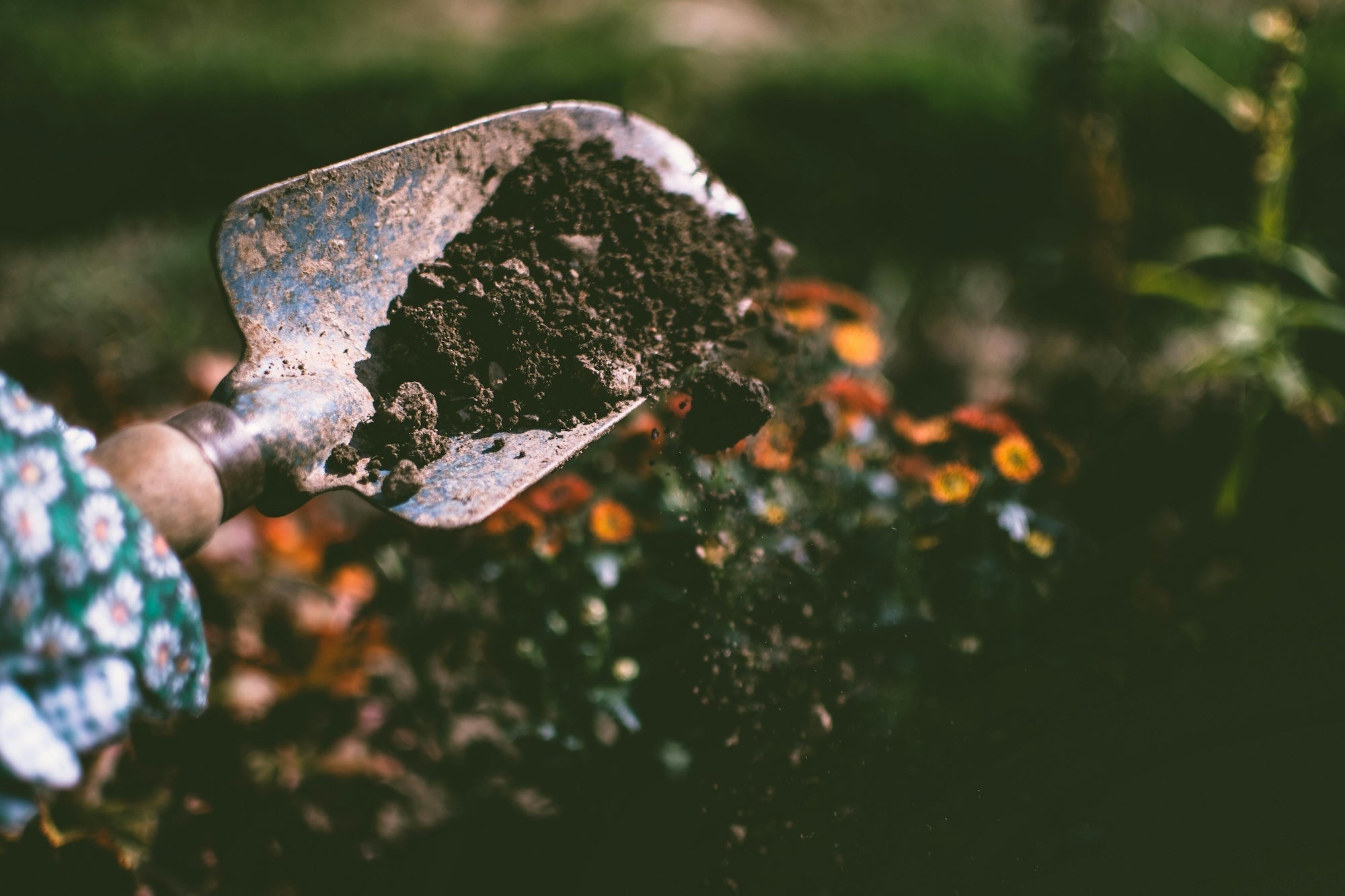 Blog: Used Tea Leaves for Houseplants? Yes, and Here’s How, image of soil in a garden