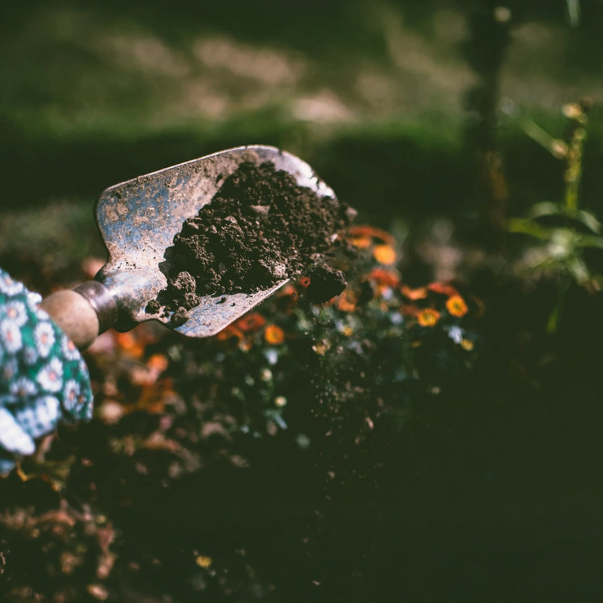 Can Used Tea Leaves Be Used as Fertilizer? Yes, and Here’s How