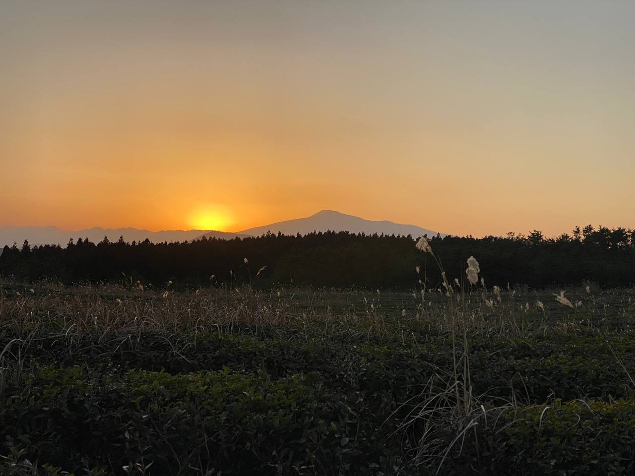 Blog: Matcha Shortage? Why Wild Orchard Will Never Run Out of Quality, image of Wild Orchard fields