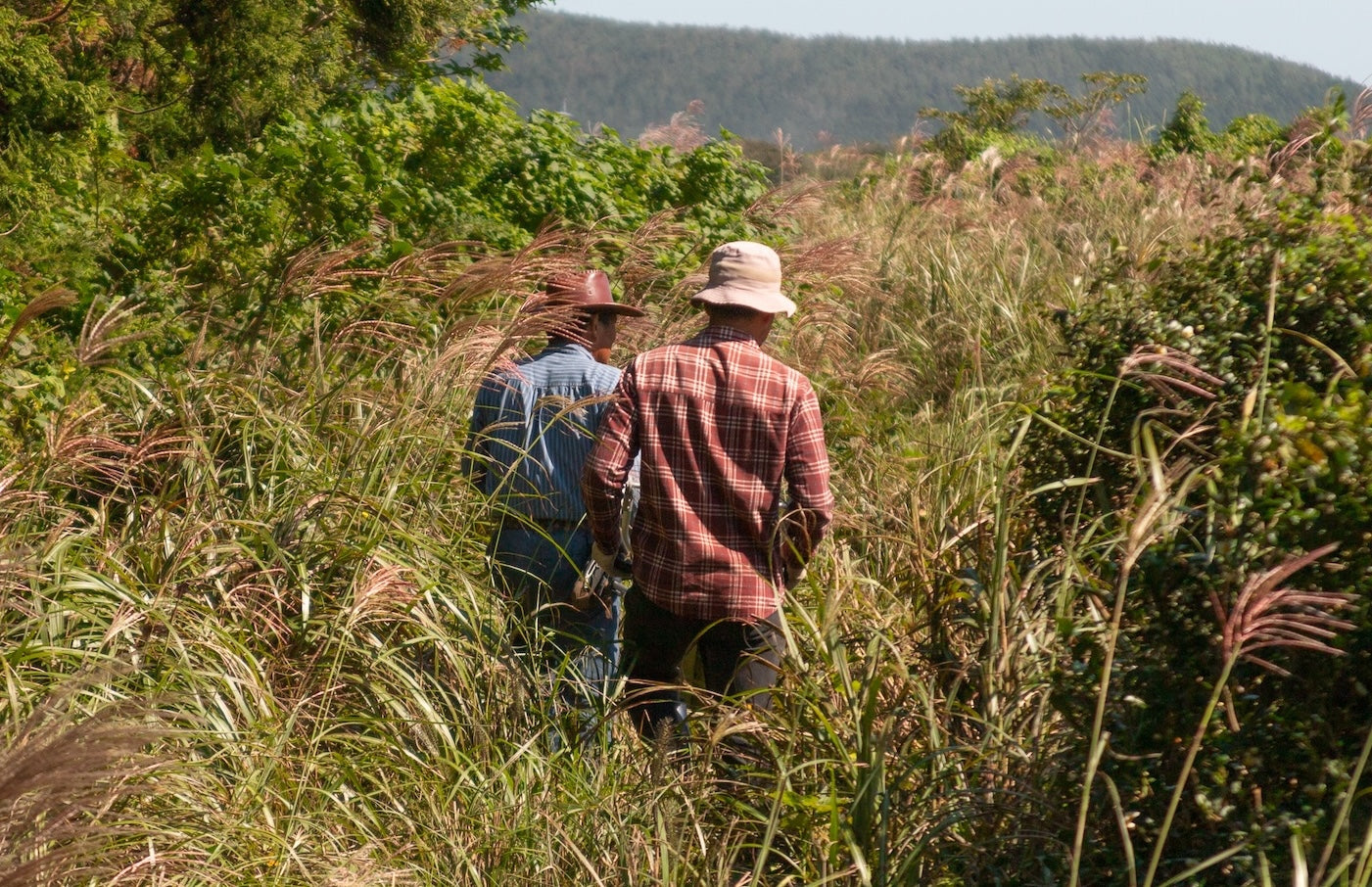 What Makes Green Tea Organic? Understanding Certifications and Standards