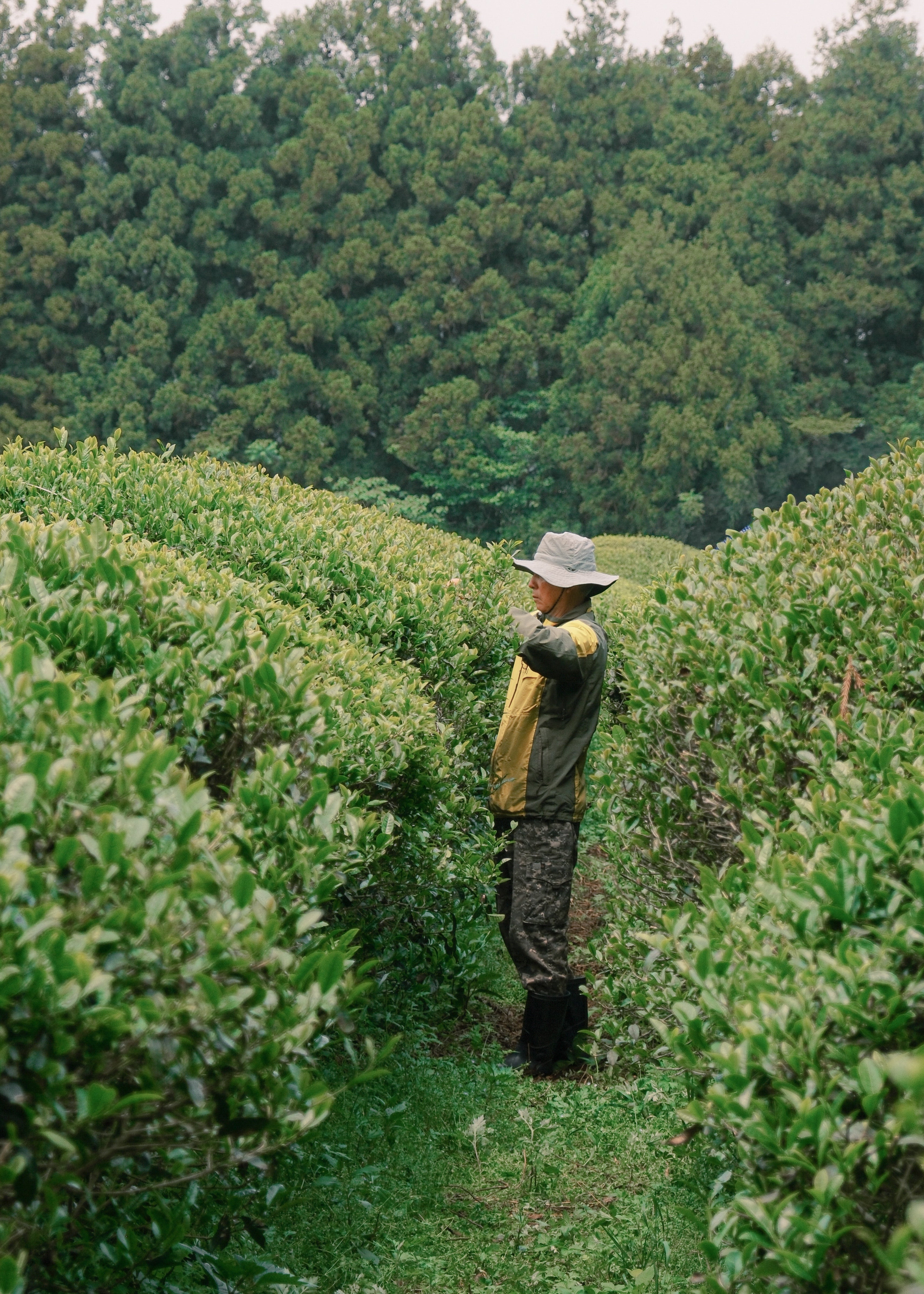 Farmer-on-jeju-island