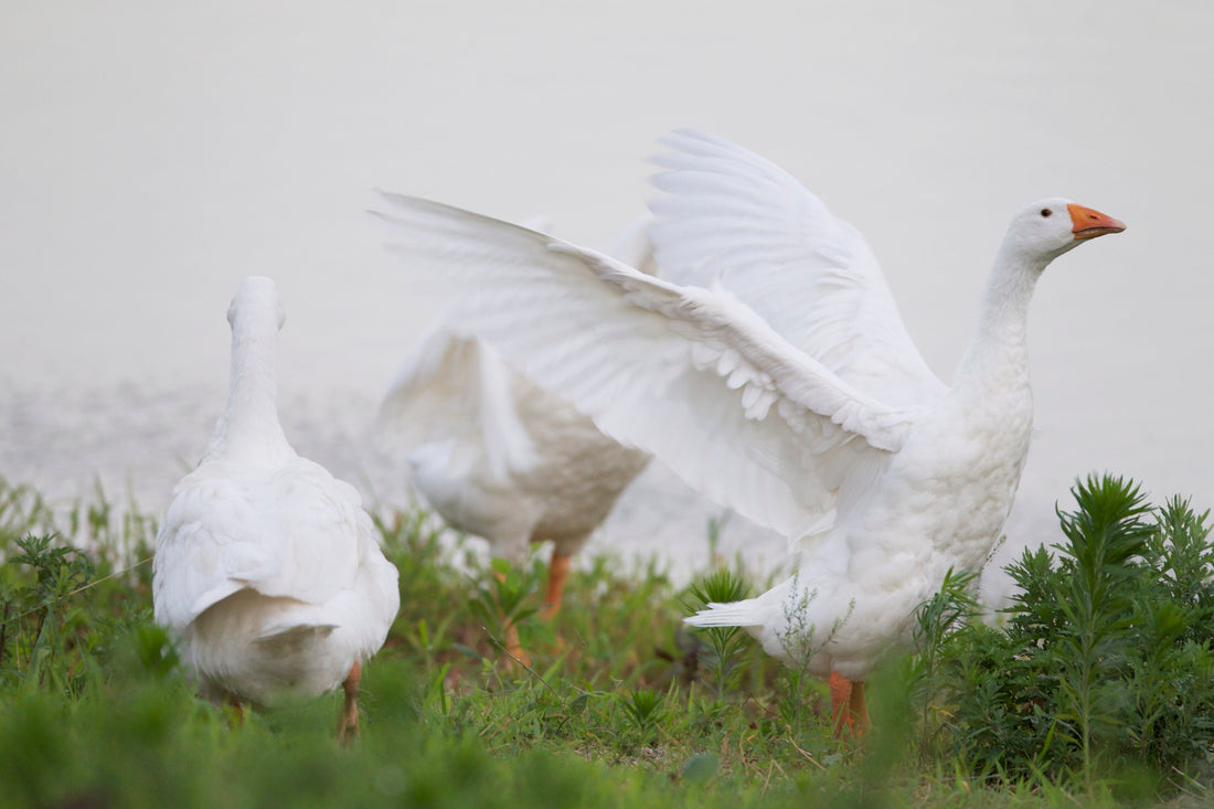 Weed, weed...Goose!