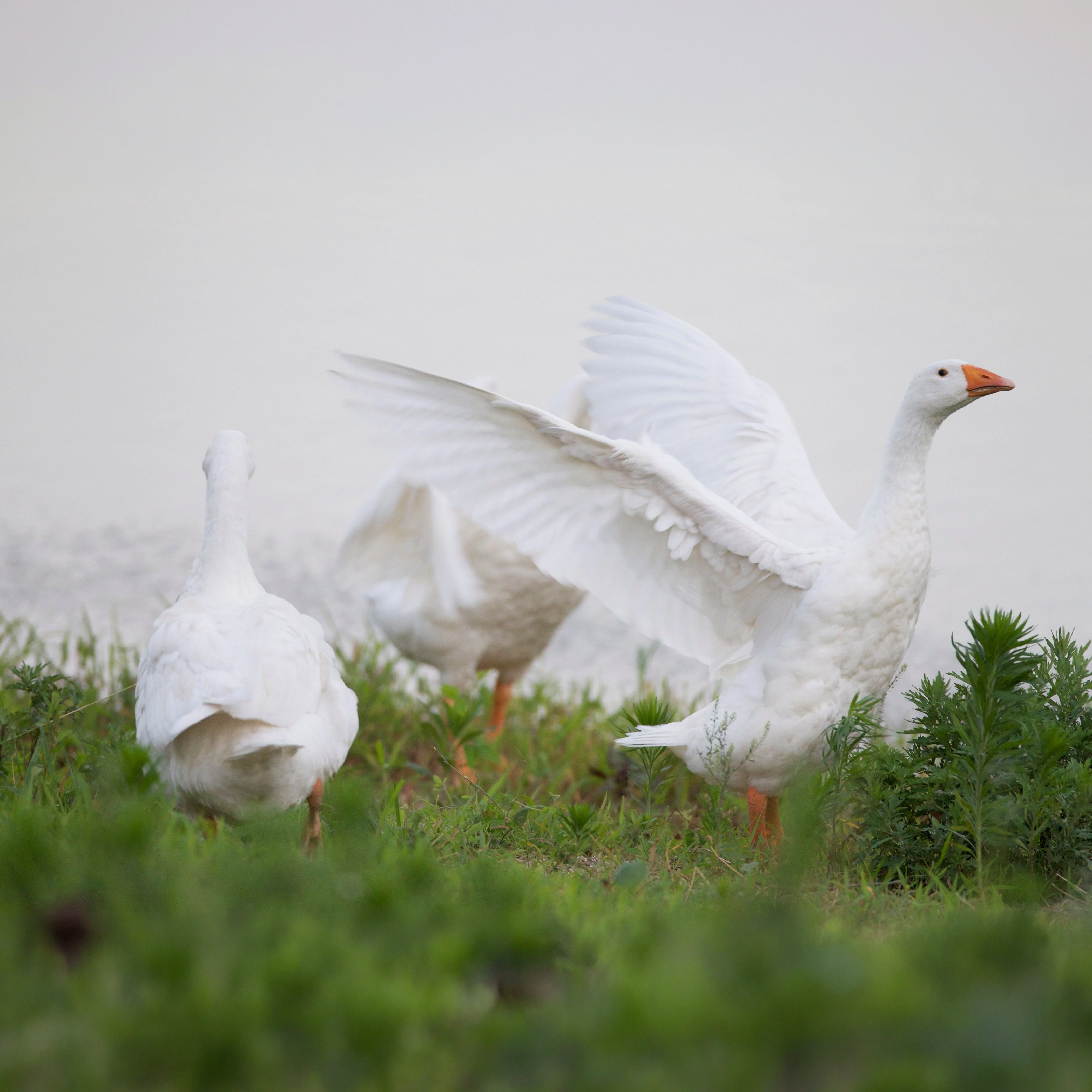 Weed, weed...Goose!
