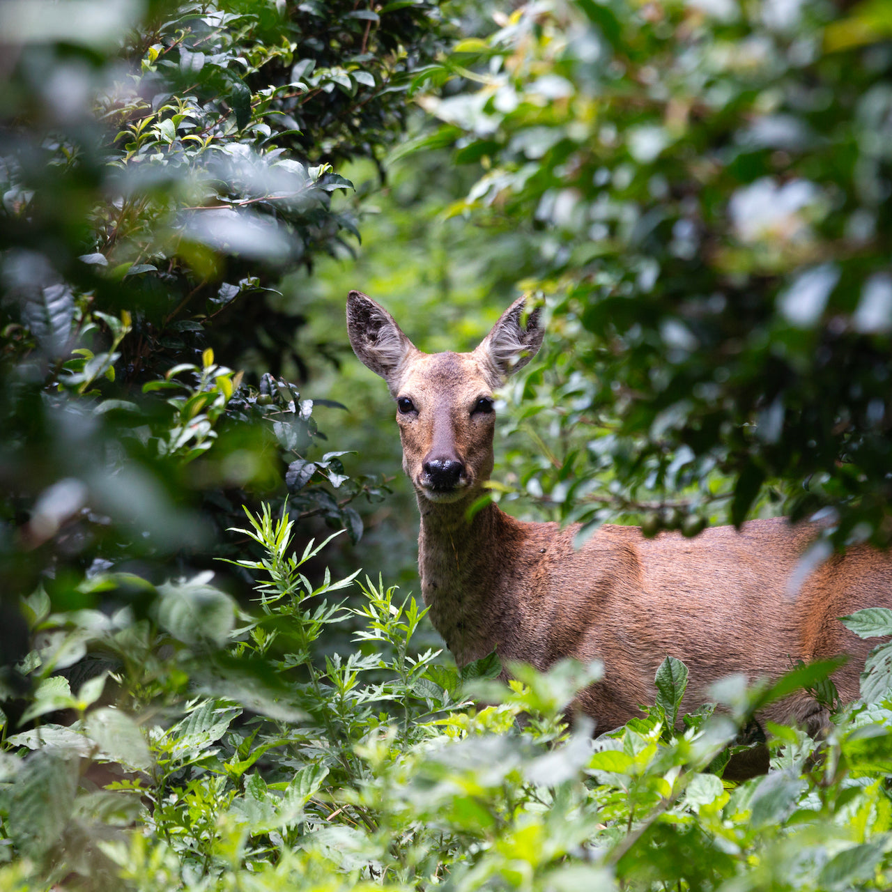 Wild deer amidst green tea trees &amp; other native plants on Wild Orchard's island farm.