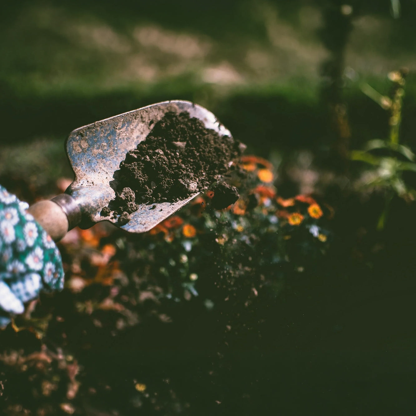 Can Used Tea Leaves Be Used as Fertilizer? Yes, and Here’s How
