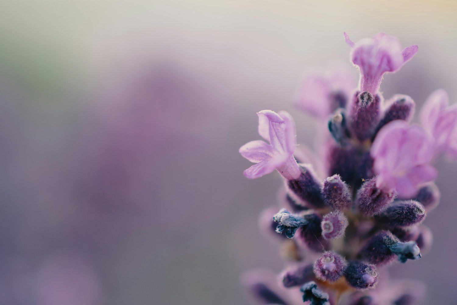 Blog: Lavender Green: A Sip of Serenity from Wild Orchard, image of a lavender flower
