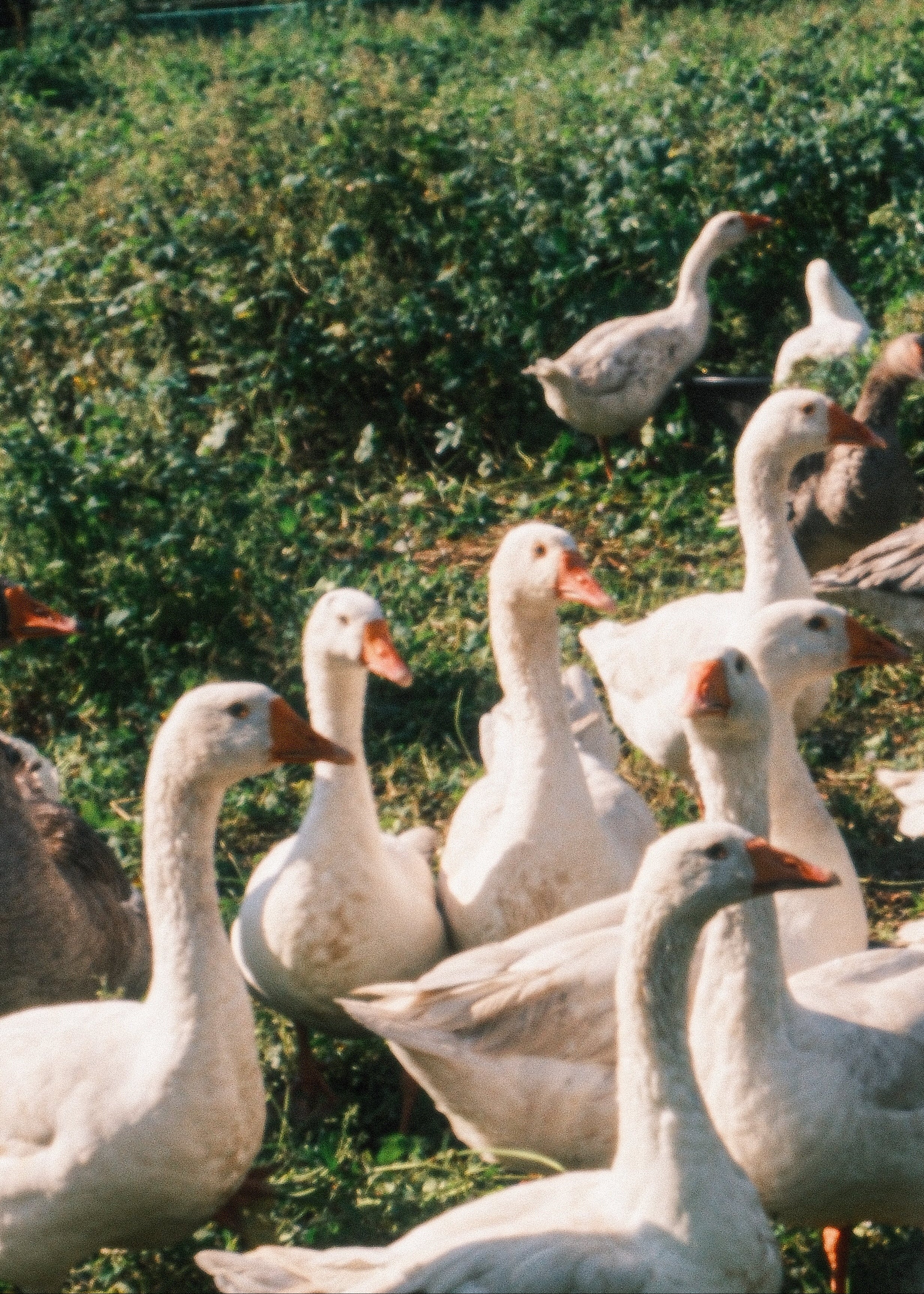 wild-goose-grazing-on-fields